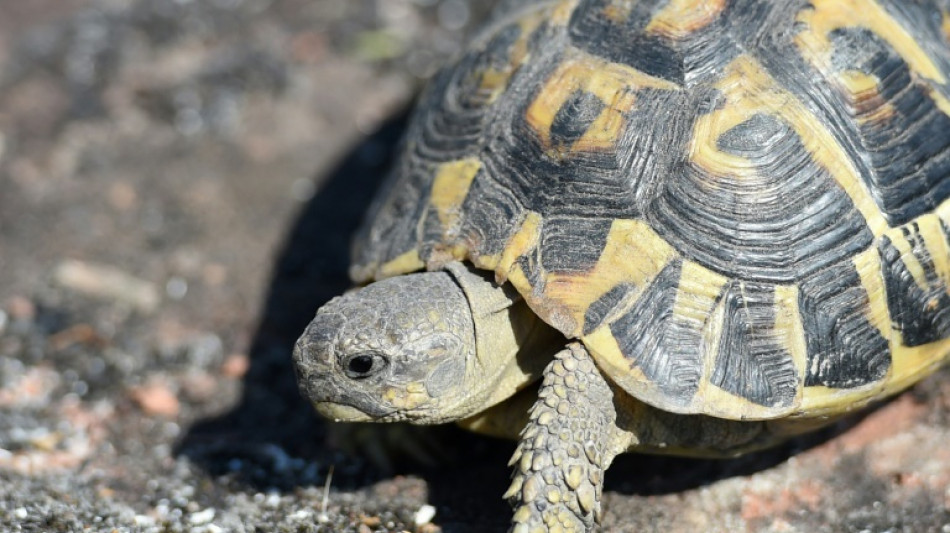 Reiselustige Schildkröte Monate nach Verschwinden in Kreis Lippe entdeckt 