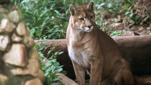 Un santuario en Sao Paulo rescata pumas acechados por la urbanizaci&oacute;n