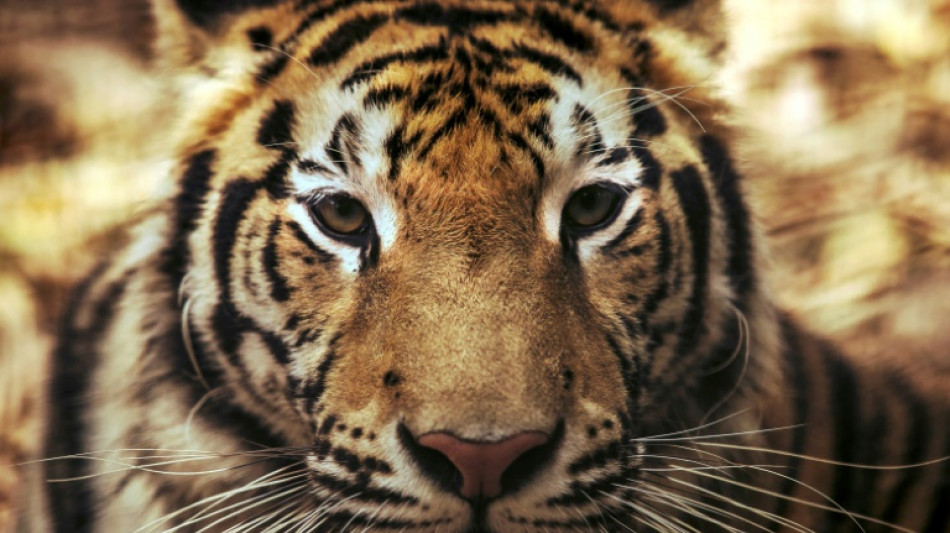 Löwen und Tiger aus der Ukraine in polnischen Zoo in Sicherheit gebracht