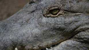La vie en sursis du crocodile de l'Or&eacute;noque, plus grand pr&eacute;dateur d'Am&eacute;rique du Sud
