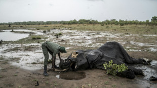 Au Zimbabwe, une sécheresse tueuse d'éléphants exténués