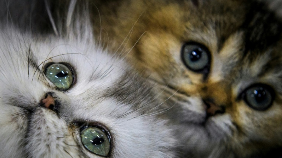 Feuerwehr und Polizei retten in Ruhrgebiet zwei Katzenbabys