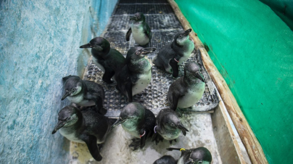 Perú rescata más de 420 aves afectadas por derrame de petróleo de Repsol 