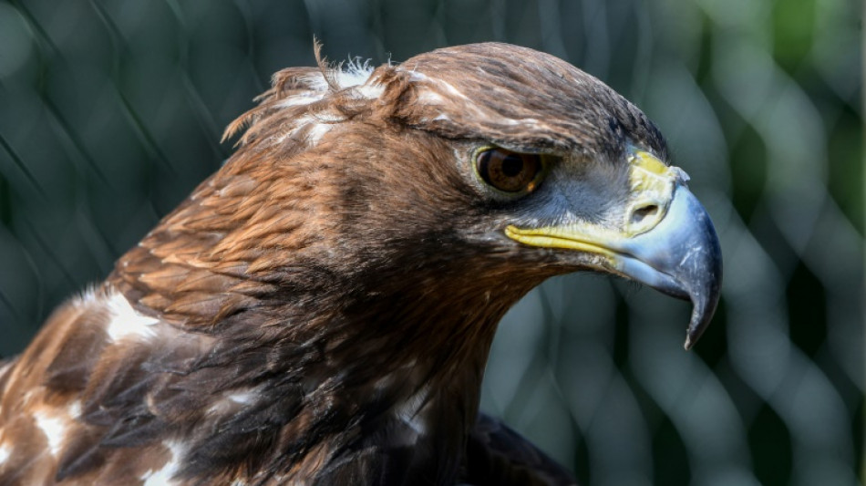 Aigle royal tu&eacute; par une &eacute;olienne: d&eacute;cision renvoy&eacute;e au 9 avril