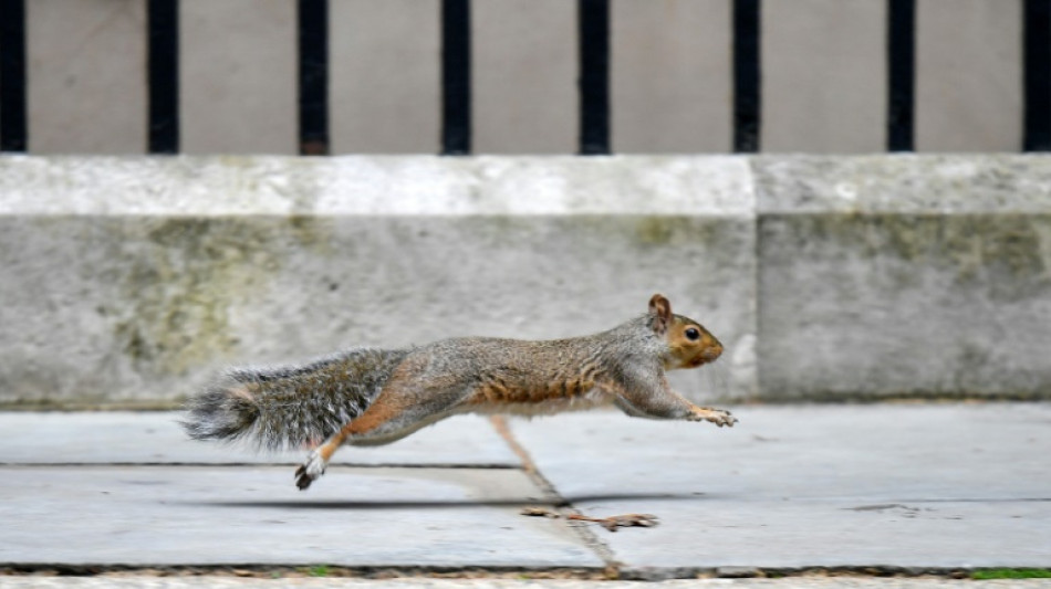 Tough nut to crack: UK mulls contraceptives for grey squirrels