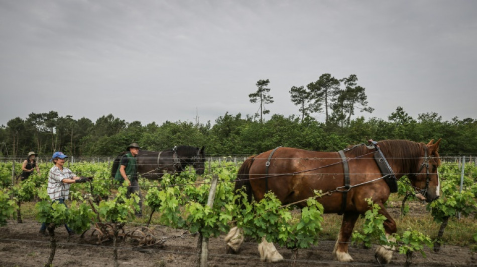 En Gironde, une &eacute;cole accompagne le retour du cheval dans les vignes