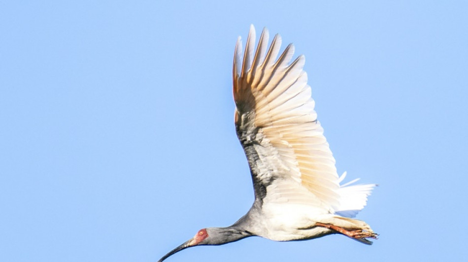 El toki, el pájaro que renació de sus cenizas en una isla de Japón