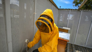 Abejas de ciudad, la alternativa contra su extinci&oacute;n en Colombia