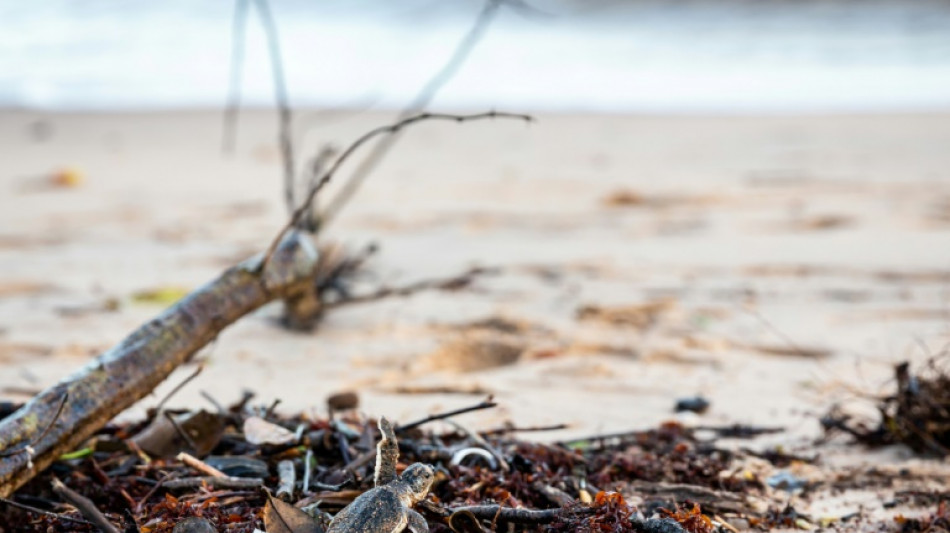Guyane: l'&eacute;rosion acc&eacute;l&eacute;r&eacute;e d'une plage menace une commune am&eacute;rindienne
