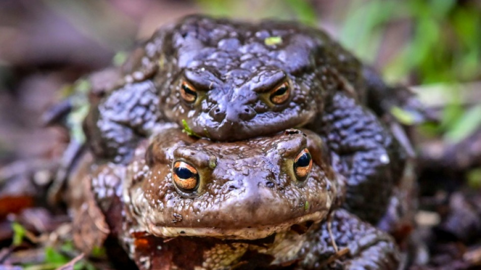 Gericht in Niedersachsen hebt Stra&szlig;ensperrung wegen wandernder Kr&ouml;ten auf