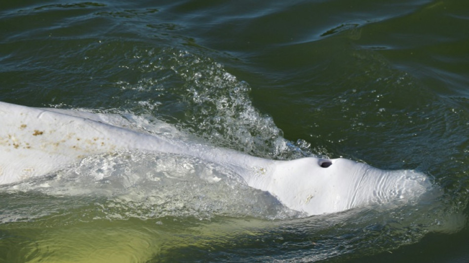 Experten sehen "wenig Hoffnung" für Belugawal in der Seine