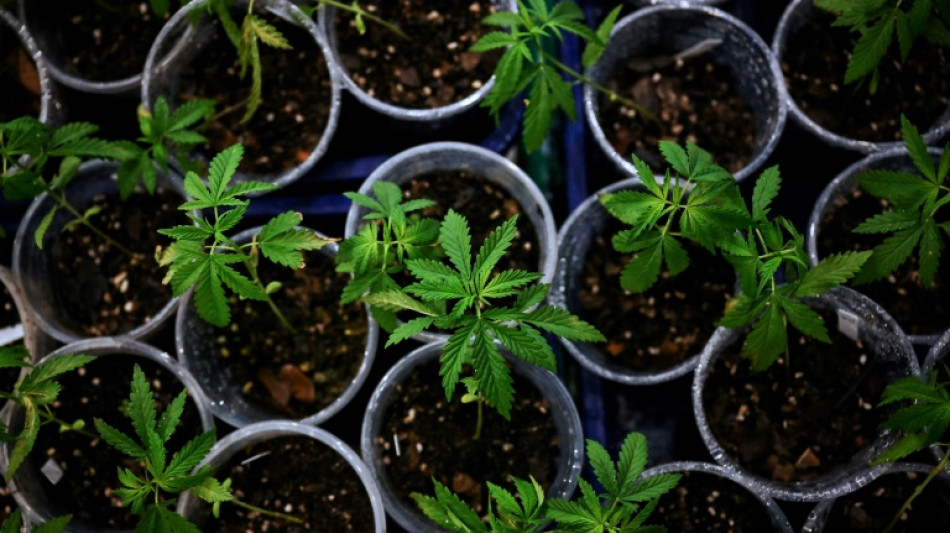 Cannabis-Plantage über zwei Stockwerke in Kölner Einfamilienhaus entdeckt