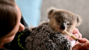 En Australie, les koalas menac&eacute;s par la chlamydia et la circulation routi&egrave;re