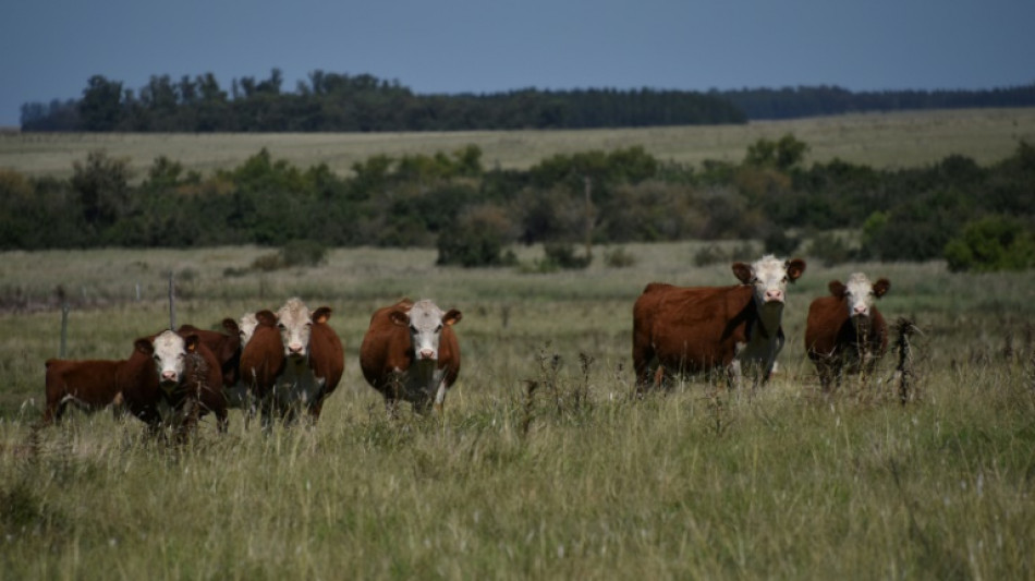 Sheinbaum critica intenci&oacute;n de EEUU de restringir ingreso de ganado mexicano