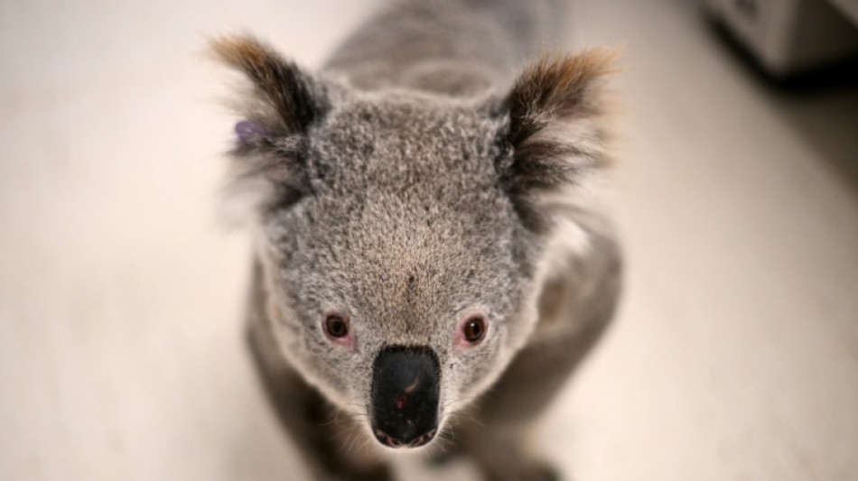 Australia approves chlamydia vaccine for koalas