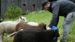 Finns flock to 'shepherd weeks' to disconnect on holiday