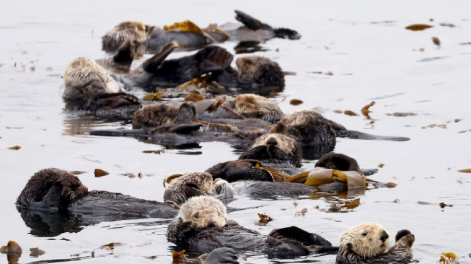 Quand des loutres de mer affam&eacute;es prot&egrave;gent un &eacute;cosyst&egrave;me c&ocirc;tier