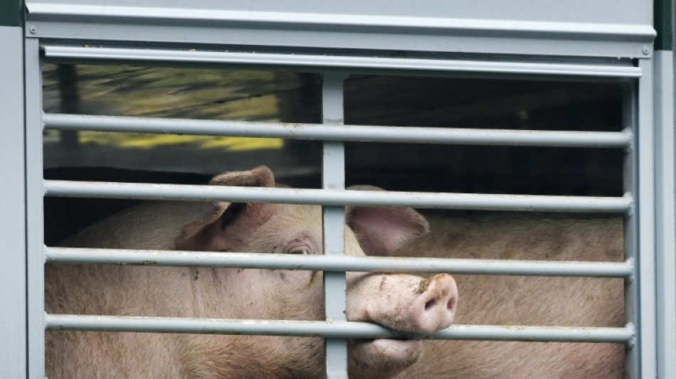 Landwirtschaft: Förderprogramm für Schweinehalter geht an den Start