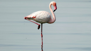 Berliner Zoo trauert um mit 75 Jahren verstorbenen Flamingo Ingo