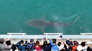 Cor&eacute;e du Sud : un requin &eacute;gar&eacute; devient la mascotte de Busan