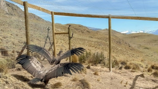 Chili: deux jeunes condors sauvés puis relâchés après des mois de captivité