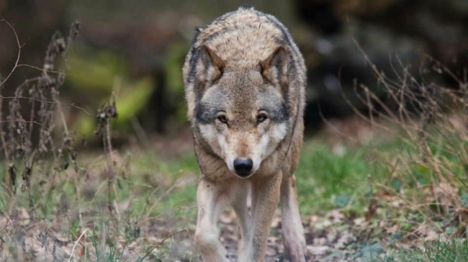 Bauernverband fordert deutliche Reduzierung der Wolfspopulation