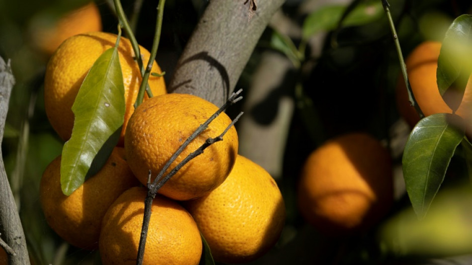 Preis für Orangensaft steigt nach Durchzug von Hurrikan durch Florida stark 