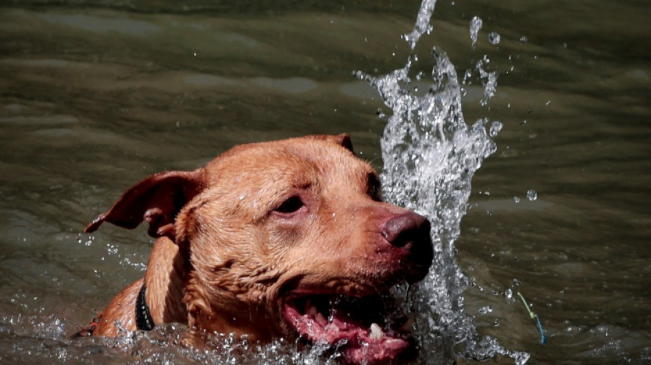 Petites piscines, parasols, friandises réfrigérées... à la SPA de Plaisir les chiens luttent contre la canicule