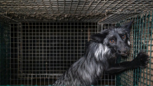 Activists slam conditions at Europe's fur farms, seek ban
