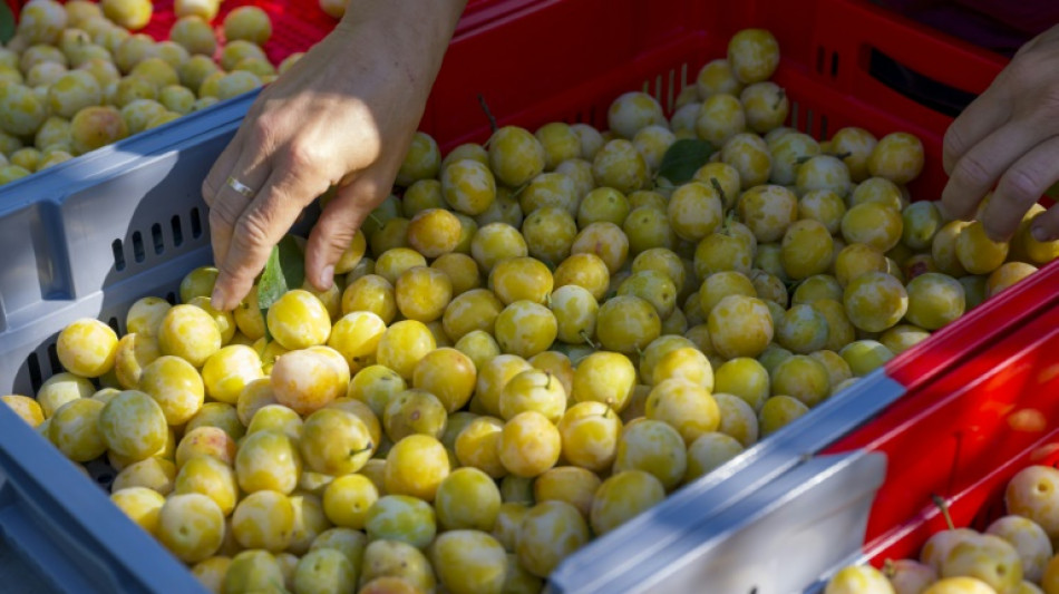 R&eacute;chauff&eacute;e par le climat, la mirabelle arrive de plus en plus t&ocirc;t