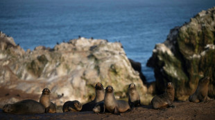 Le sanctuaire menacé de Punta San Juan, reflet du déclin de la faune littorale au Pérou