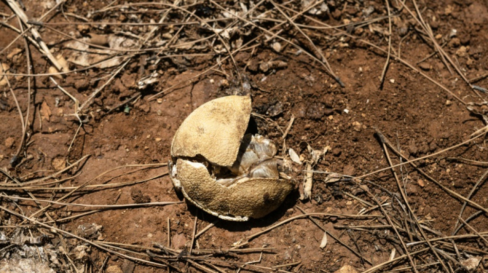 En Sicilia, azotada por la sequ&iacute;a, se desperdicia el agua de la lluvia