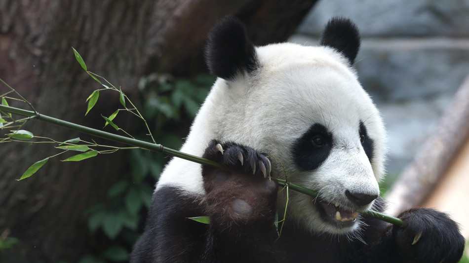 Due panda giganti dalla Cina in volo verso uno zoo negli Usa