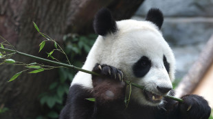 Due panda giganti dalla Cina in volo verso uno zoo negli Usa