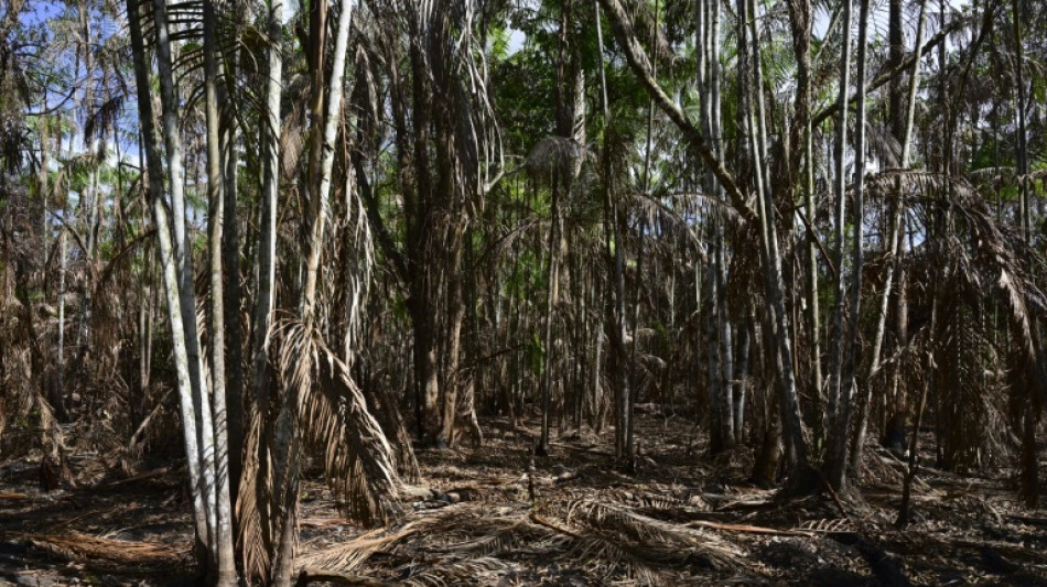 La superficie devastada por incendios en la Amazon&iacute;a brasile&ntilde;a cae un 65% en julio