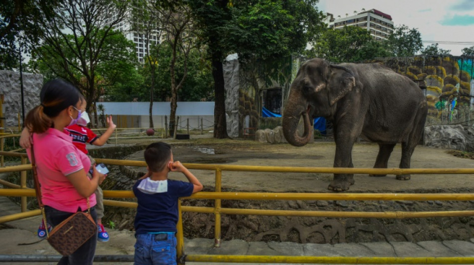Elephant at centre of animal rights campaign dies in Philippine zoo 