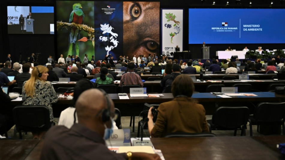 La cumbre de especies amenazadas ensaya un sistema informático con votación sobre el Mundial de Catar