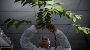 Du CBD sans marijuana: une plante fait planer l'espoir au Br&eacute;sil