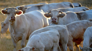 Rinder dürfen in Rheinland-Pfalz zur Schlachtung auf der Weide erschossen werden