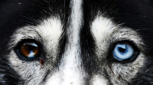 Studie: Domestizierung führte bei Hunden zu dunkleren Augen als beim Wolf