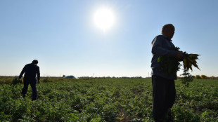 En Asie centrale, les moissons menac&eacute;es par une forte vague de chaleur printani&egrave;re, selon une &eacute;tude