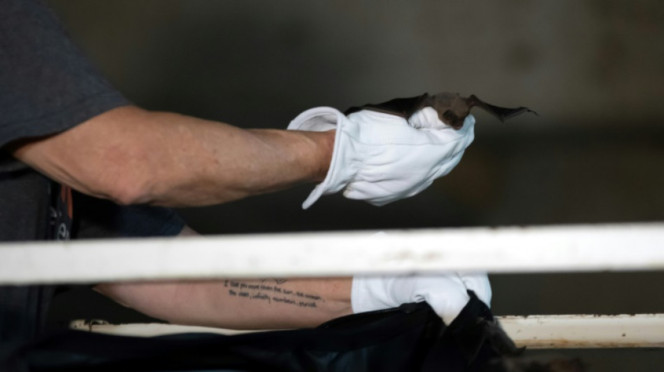 Sauv&eacute;es du froid, des chauves-souris rel&acirc;ch&eacute;es sous un pont du Texas 