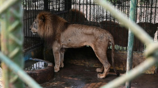 Fome e abandono no antigo zoológico do narcotráfico em Honduras