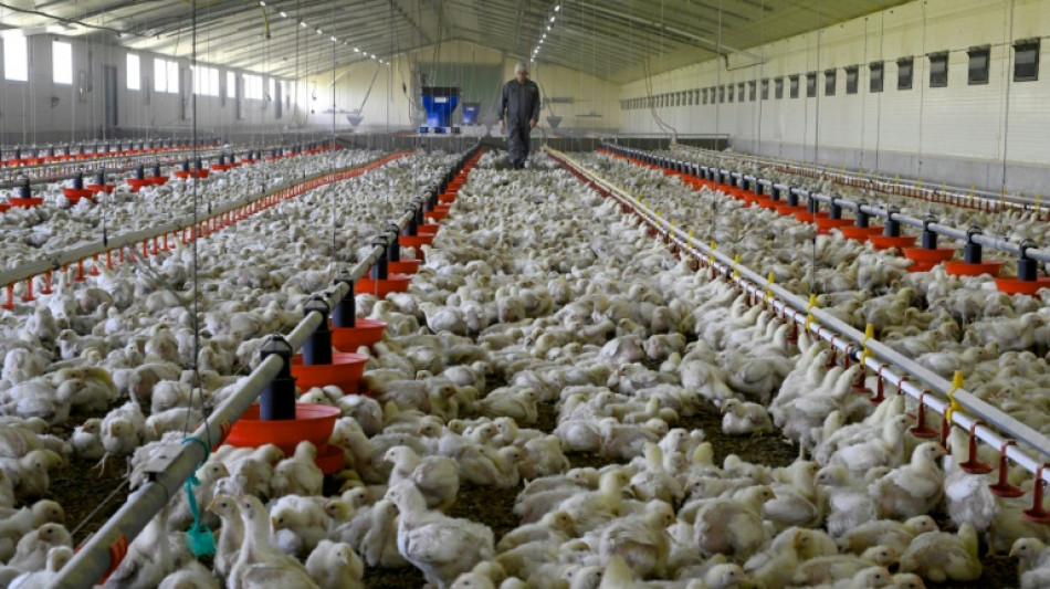 Du poulet plut&ocirc;t que du steak? Une solution pour le climat, pas forc&eacute;ment pour le reste 