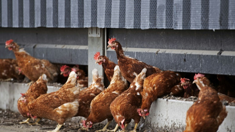 Hunderte Hühner verenden im Kreis Wesel - Kriminapolizei ermittelt