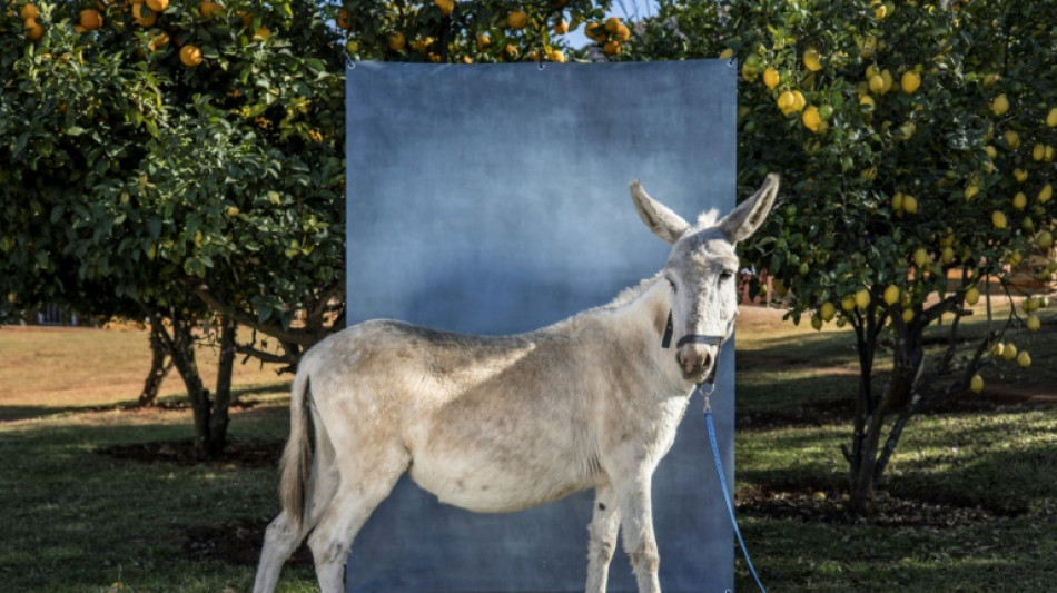 Afrique du Sud: les &acirc;nes sous haute protection contre le trafic vers la Chine