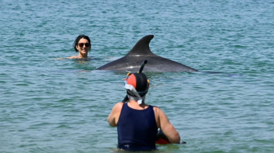 'Curious' dolphin charms French town but experts concerned