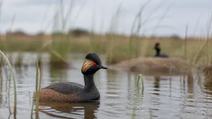 Restored Cheshire wetland becomes key UK breeding site for black-necked grebes