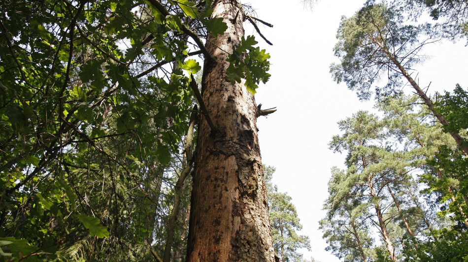 Avvocato famiglia nel bosco, 'falsità, faremo ricorso'