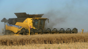 Dans la fournaise des champs, tous souffrent : hommes, animaux, v&eacute;g&eacute;taux